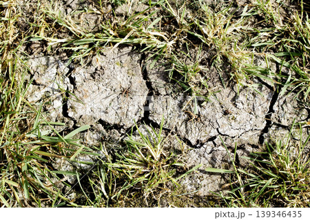 Dried, cracked earth and green grass vegetation trying to growconcept of Climate change impact Dried, cracked earth and green grass vegetation trying to growconcept of Climate change impact 139346435