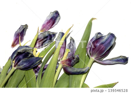 Close up of purple blue dried out tulip flower petals on white background Close up of purple blue dried out tulip flower petals on white background 139346528