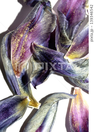Close up of purple blue dried out tulip flower petals on white background Close up of purple blue dried out tulip flower petals on white background 139346542