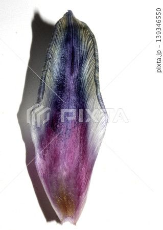 Close up of purple blue dried out tulip flower petals on white background 139346550
