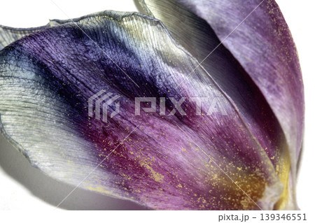 Close up of purple blue dried out tulip flower petals on white background Close up of purple blue dried out tulip flower petals on white background 139346551