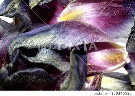 Close up of purple blue dried out tulip flower petals on white background Close up of purple blue dried out tulip flower petals on white background 139346556