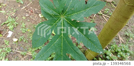 Fresh green papaya leaf in the garden 139346568