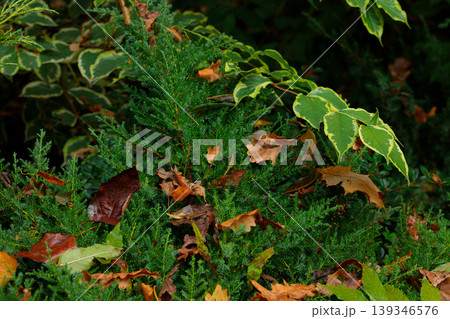 Close-up of evergreen foliage with fallen autumn leaves scattered on branches Close-up of evergreen foliage with fallen autumn leaves scattered on branches 139346576