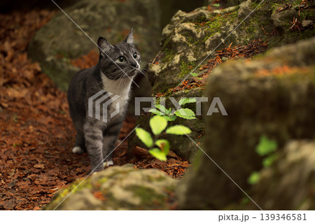 cat walking on brown leaves between large mossy rocks in forest animal theme outdoor view cat walking on brown leaves between large mossy rocks in forest animal theme outdoor view 139346581