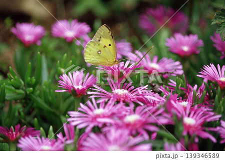 ピンクの花にとまるモンキチョウ 139346589