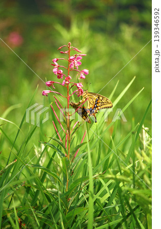 ピンクの花に止まるツガイのキアゲハ ピンクの花に止まるツガイのキアゲハ 139346592