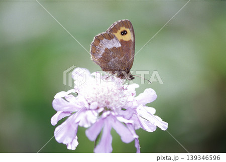 マツムシソウの蜜を吸うベニヒカゲ マツムシソウの蜜を吸うベニヒカゲ 139346596