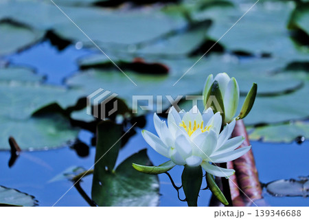 つぼみと並んで水面に浮かぶ睡蓮の花 つぼみと並んで水面に浮かぶ睡蓮の花 139346688