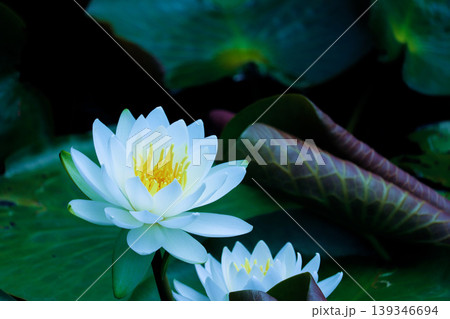咲き始めた睡蓮の花と筒状の若葉 咲き始めた睡蓮の花と筒状の若葉 139346694
