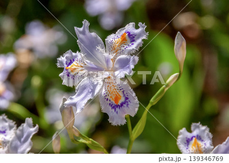 花びらに濃い紫と黄色の模様が特徴のシャガの花【アヤメ科】 139346769