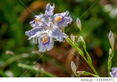 花びらに濃い紫と黄色の模様が特徴のシャガの花【アヤメ科】 花びらに濃い紫と黄色の模様が特徴のシャガの花【アヤメ科】 139346771
