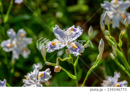 花びらに濃い紫と黄色の模様が特徴のシャガの花【アヤメ科】 花びらに濃い紫と黄色の模様が特徴のシャガの花【アヤメ科】 139346773