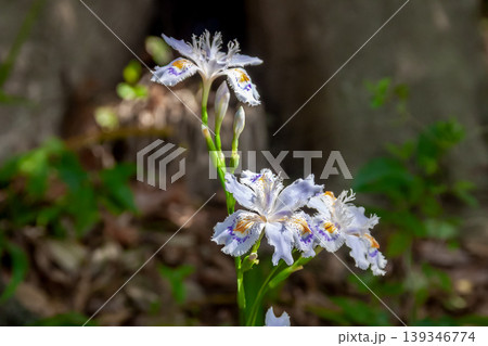 花びらに濃い紫と黄色の模様が特徴のシャガの花【アヤメ科】 139346774