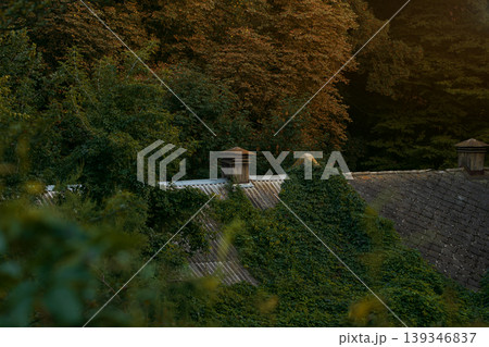 Rustic cottage roof covered in ivy nestled within a dense forest setting Rustic cottage roof covered in ivy nestled within a dense forest setting 139346837