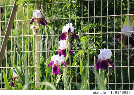 しっとりと開花　あやめ　節句　親の願い！ 139346929