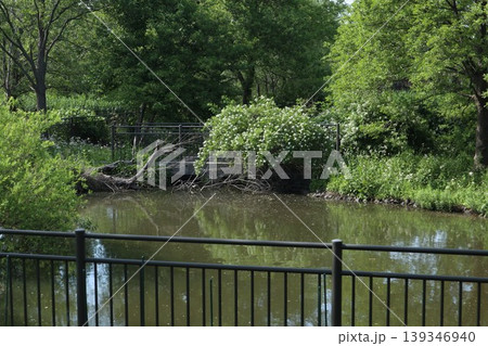葛飾区 水元公園 葛飾区 水元公園 139346940