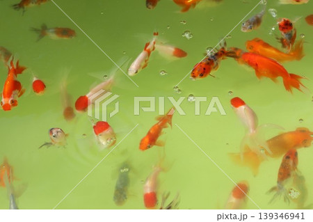 金魚 金魚 139346941