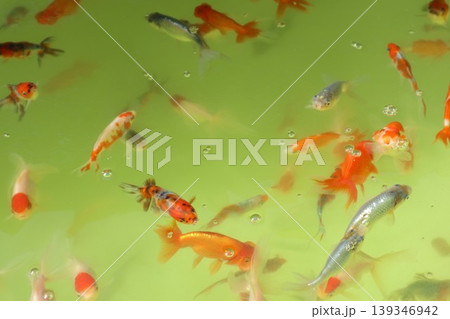 金魚 金魚 139346942
