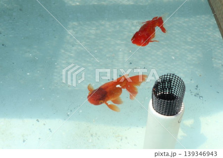 金魚 金魚 139346943