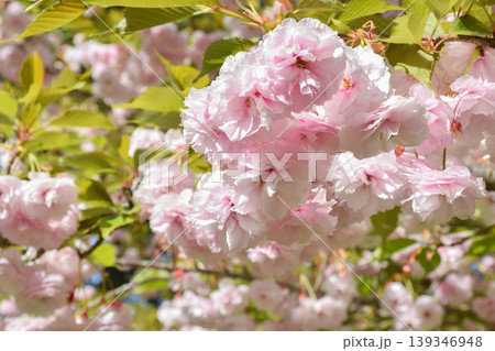 Close-up view of pink cherry blossoms blooming on tree branches, surrounded by vibrant green leaves, illuminated by bright sunlight, creating a colorful and lively garden, park scene Close-up view of pink cherry blossoms blooming on tree branches, surrounded by vibrant green leaves, illuminated by bright sunlight, creating a colorful and lively garden, park scene 139346948