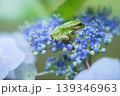 ガクアジサイの上の一匹のニホンアマガエル ガクアジサイの上の一匹のニホンアマガエル 139346963