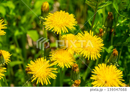 Yellow dandelion flowers Taraxacum officinale. Dandelion on spring sunny day Yellow dandelion flowers Taraxacum officinale. Dandelion on spring sunny day 139347088