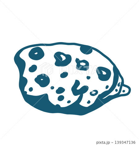 Hand drawn sea shell vector line art illustration on white background. 139347136