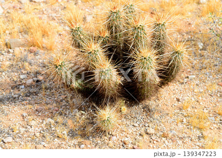 Hedge Hog cactus Hedge Hog cactus 139347223