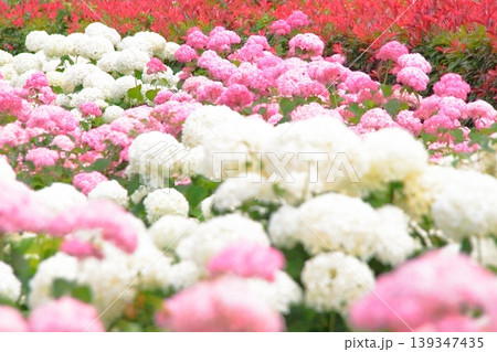 公園に一面の紫陽花 公園に一面の紫陽花 139347435