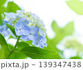 瑞々しい爽やかなキラキラした水色の紫陽花 瑞々しい爽やかなキラキラした水色の紫陽花 139347438