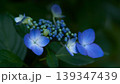 暗い日陰に綺麗に咲く水色のガクアジサイの花のアップ 暗い日陰に綺麗に咲く水色のガクアジサイの花のアップ 139347439