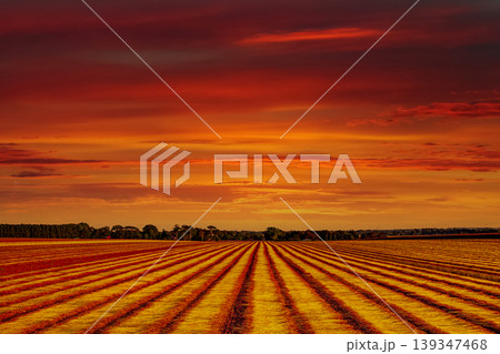 Flax fields in Normandy, France Flax fields in Normandy, France 139347468