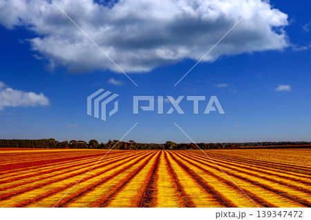 Flax fields in Normandy, France 139347472