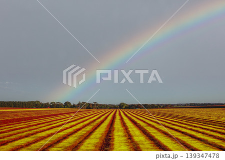 Flax fields in Normandy, France 139347478