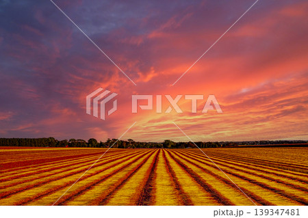 Flax fields in Normandy, France Flax fields in Normandy, France 139347481