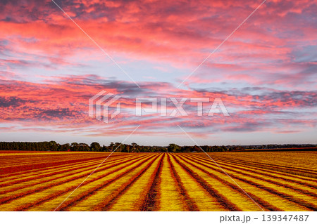 Flax fields in Normandy, France Flax fields in Normandy, France 139347487