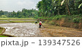 Farmers working in a rice field with a tropical forest in the background 139347526