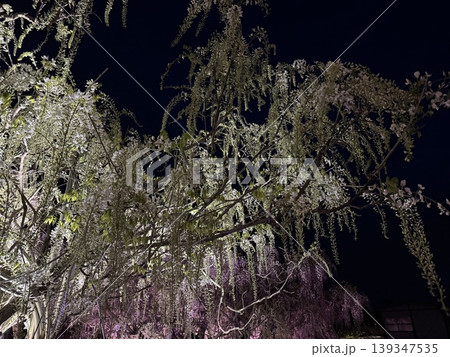 夜の藤の花 夜の藤の花 139347535