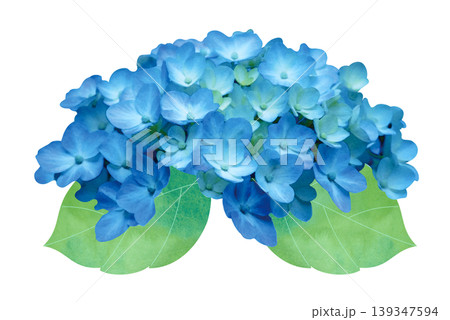 アジサイの花 アジサイの花 139347594