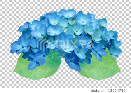繡球花 繡球花 139347594