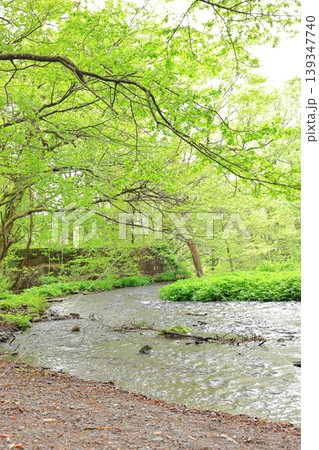 木谷沢渓流 2 木谷沢渓流 2 139347740