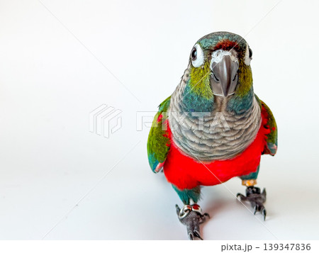 Crimson bellied conure parrot on the white background 139347836