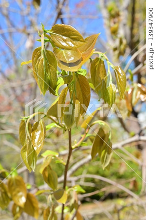 カキノキ（カキノキ科）落葉小高木の新緑 139347900