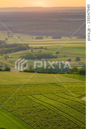 Vineyards at sunset, Jura wine region, Bourgogne-Franche-Comte in eastern France. Vineyards at sunset, Jura wine region, Bourgogne-Franche-Comte in eastern France. 139347940