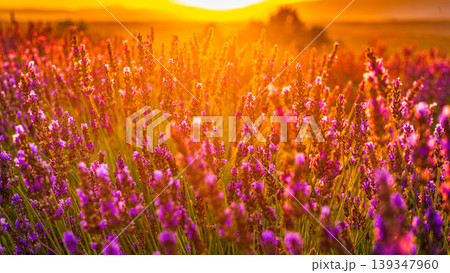 Lavender field at sunset light Lavender field at sunset light 139347960