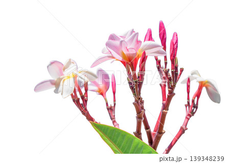 Pink frangipani flowers isolated on white background tropical floral 139348239