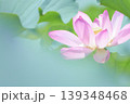 蓮田に咲く大輪のピンク色の蓮の花 蓮田に咲く大輪のピンク色の蓮の花 139348468