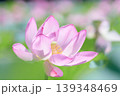 蓮田に咲く大輪のピンク色の蓮の花アップ 蓮田に咲く大輪のピンク色の蓮の花アップ 139348469