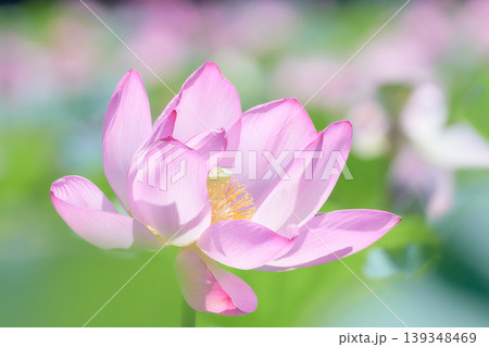 蓮田に咲く大輪のピンク色の蓮の花アップ 蓮田に咲く大輪のピンク色の蓮の花アップ 139348469